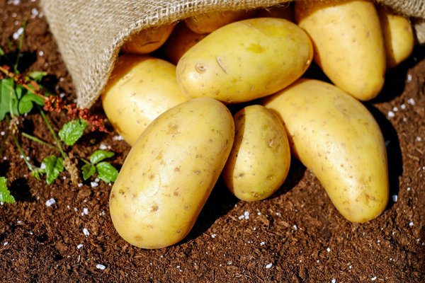 What Are the Most Effective Techniques for Growing Potatoes in Bags in the UK?
